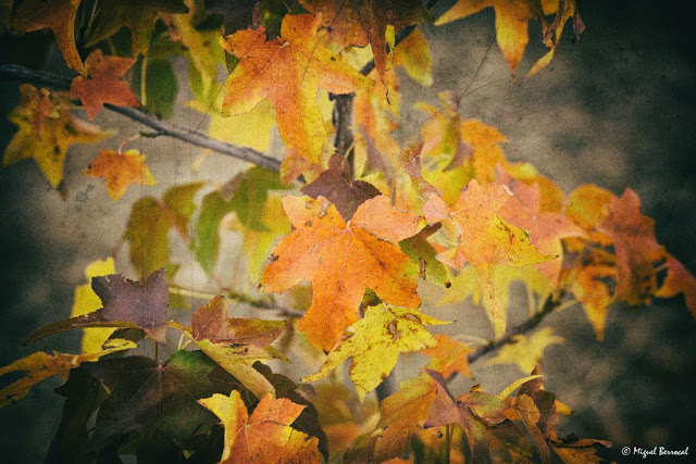 Color de otoño